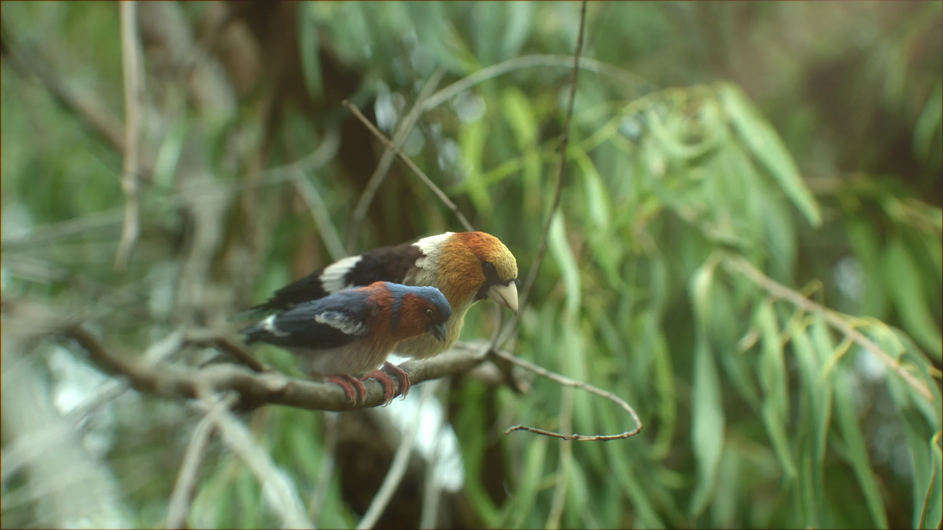 CG Birds