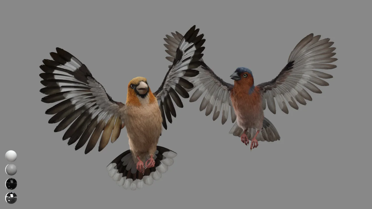 CG Birds