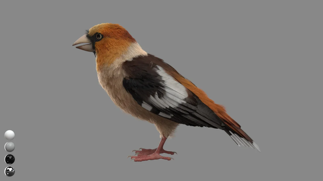 CG Birds