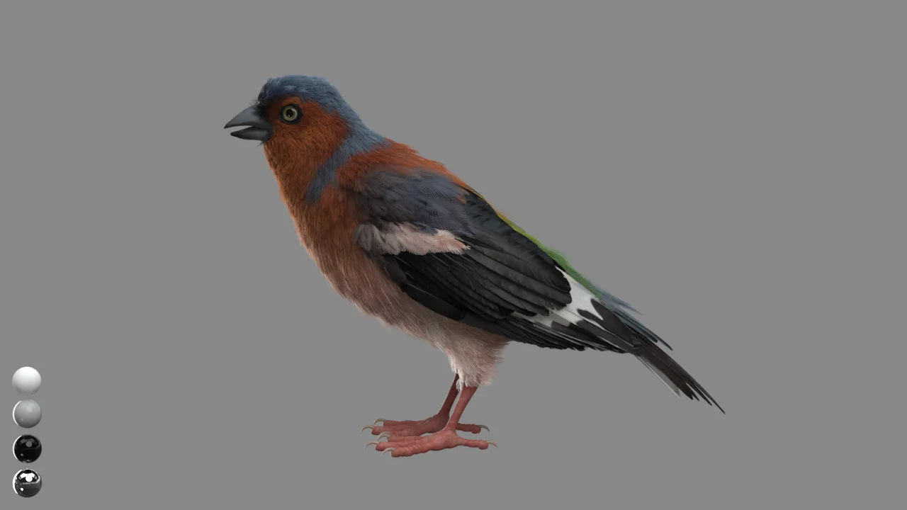CG Birds