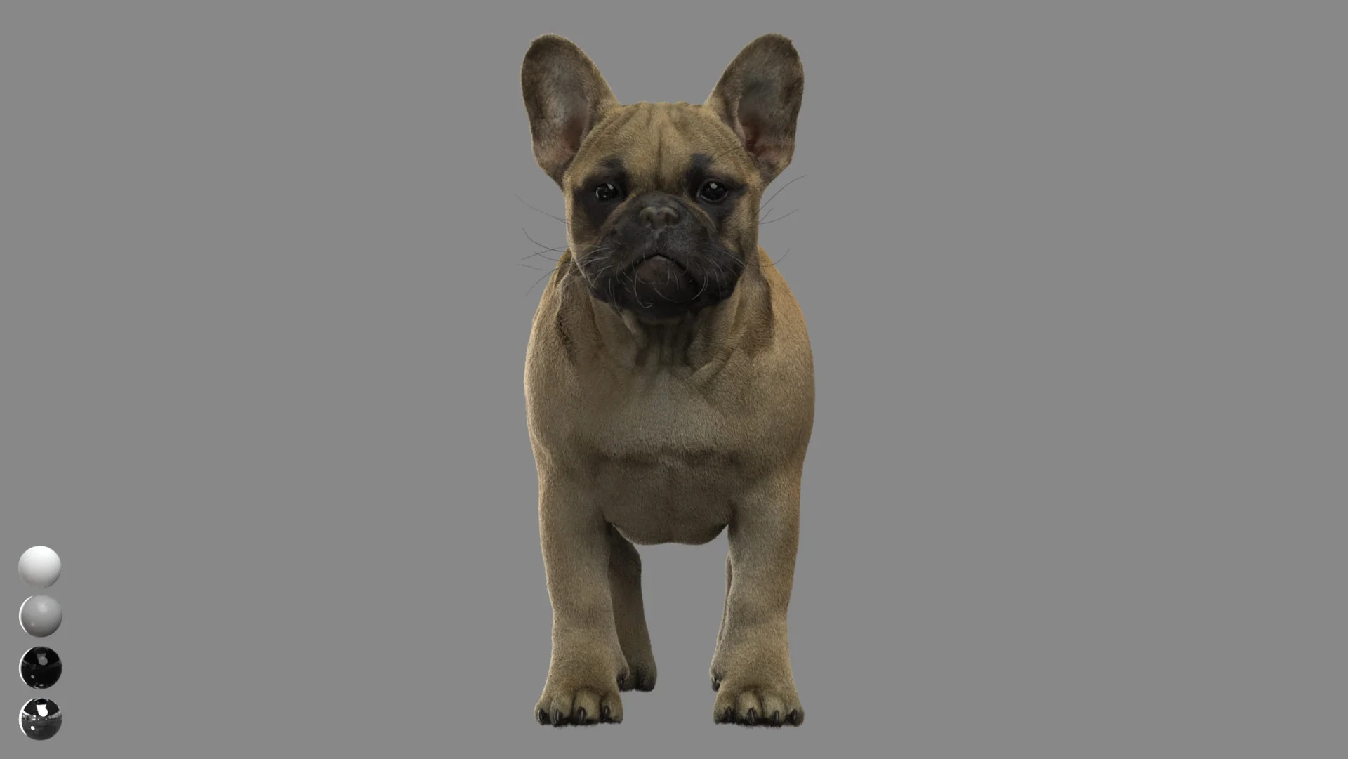 French Bulldog
