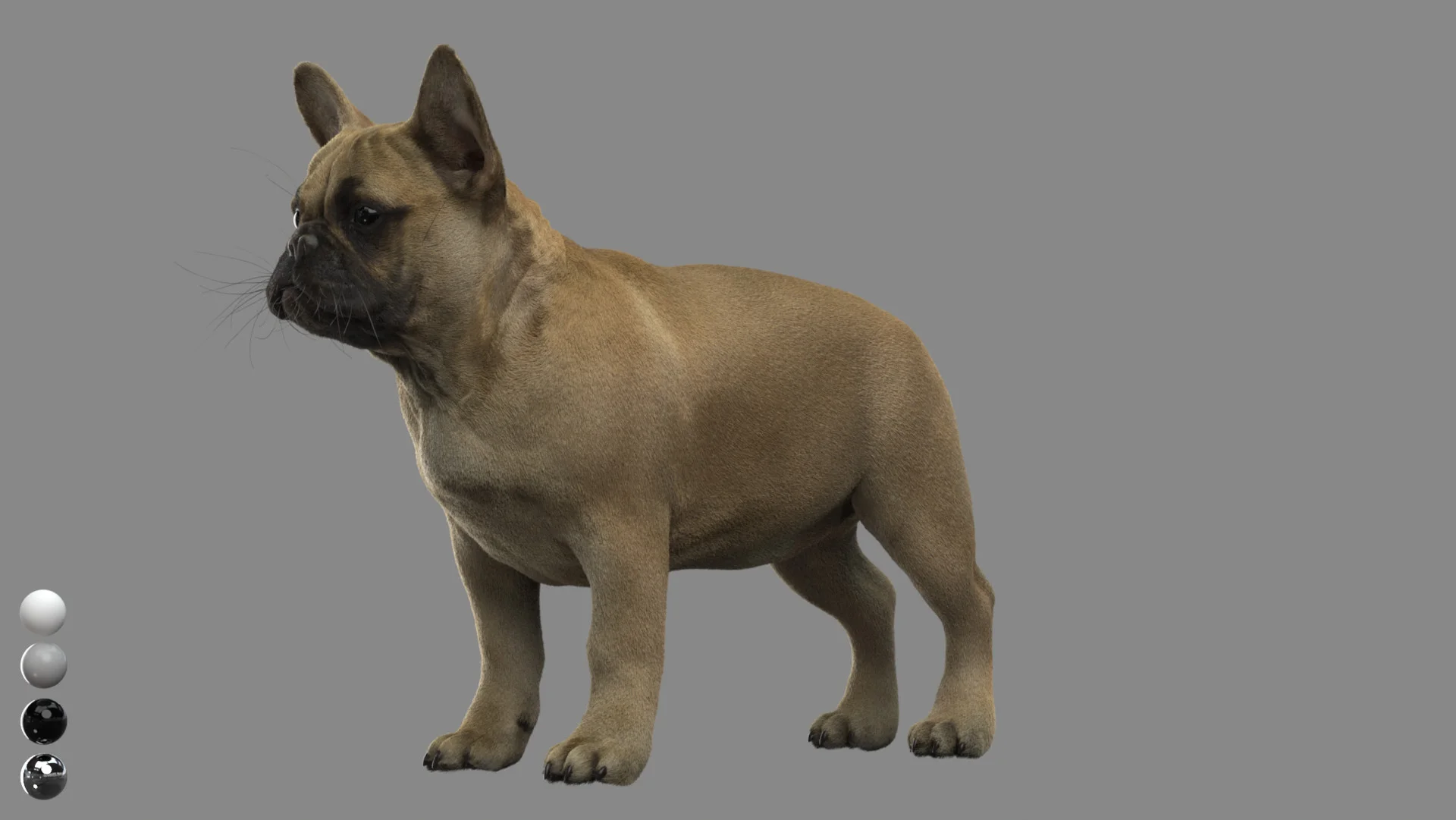 French Bulldog