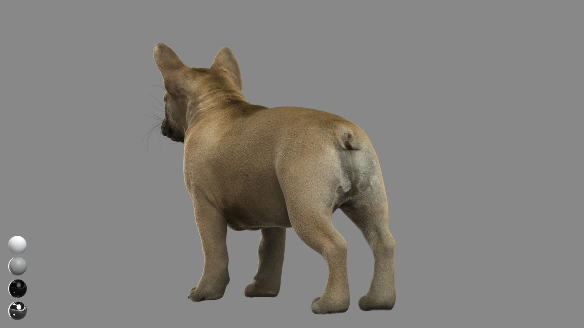 French Bulldog