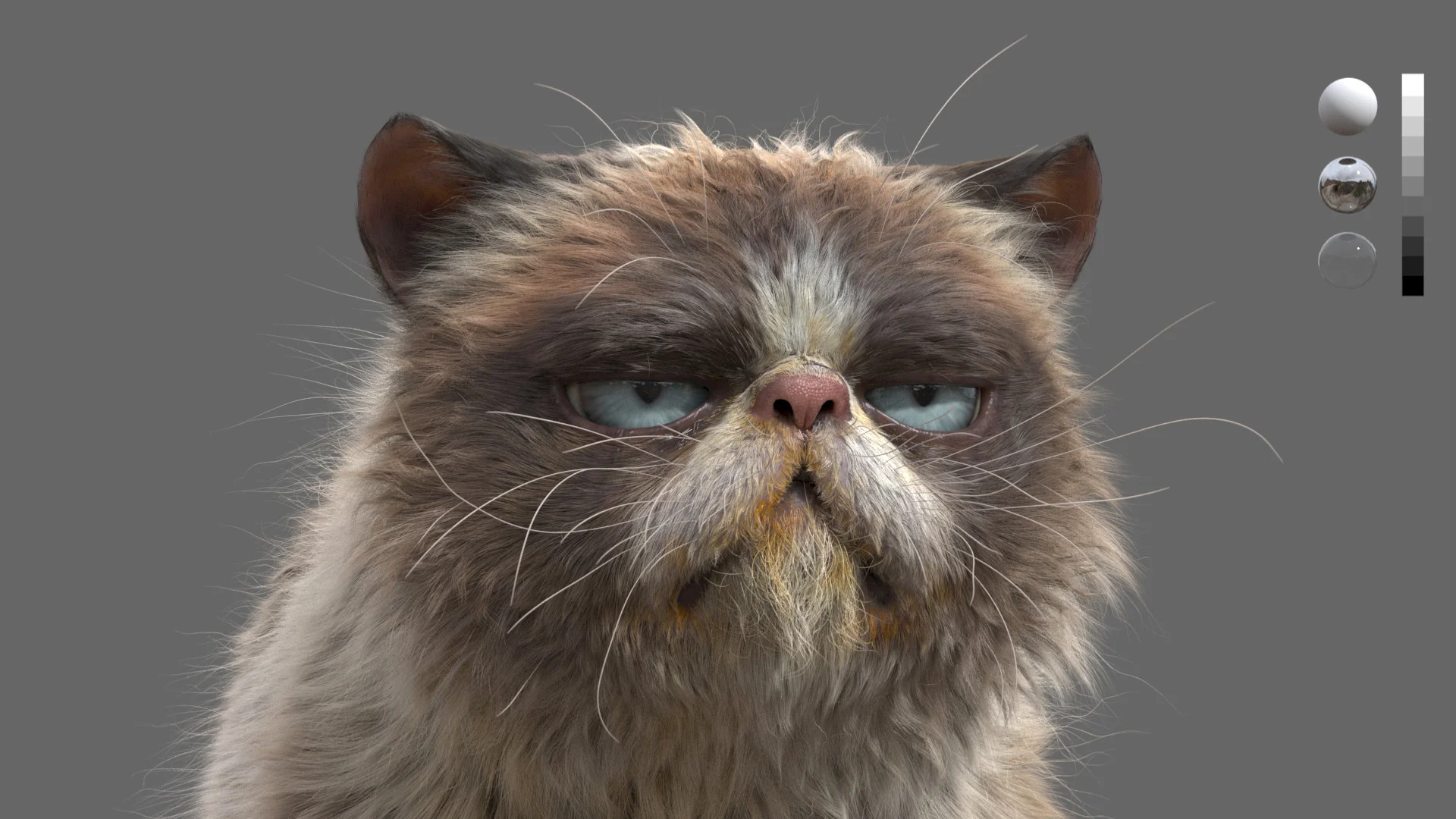 Grumpy Cat