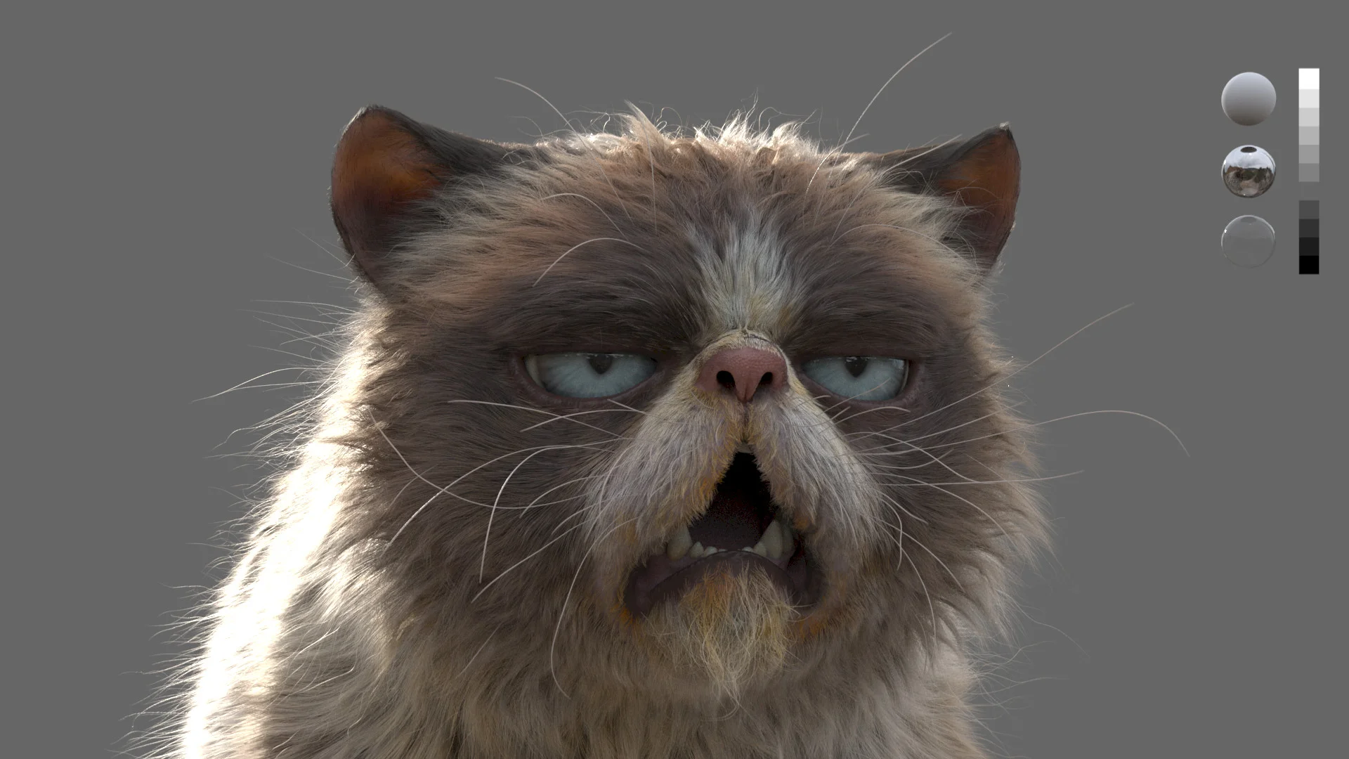 Grumpy Cat