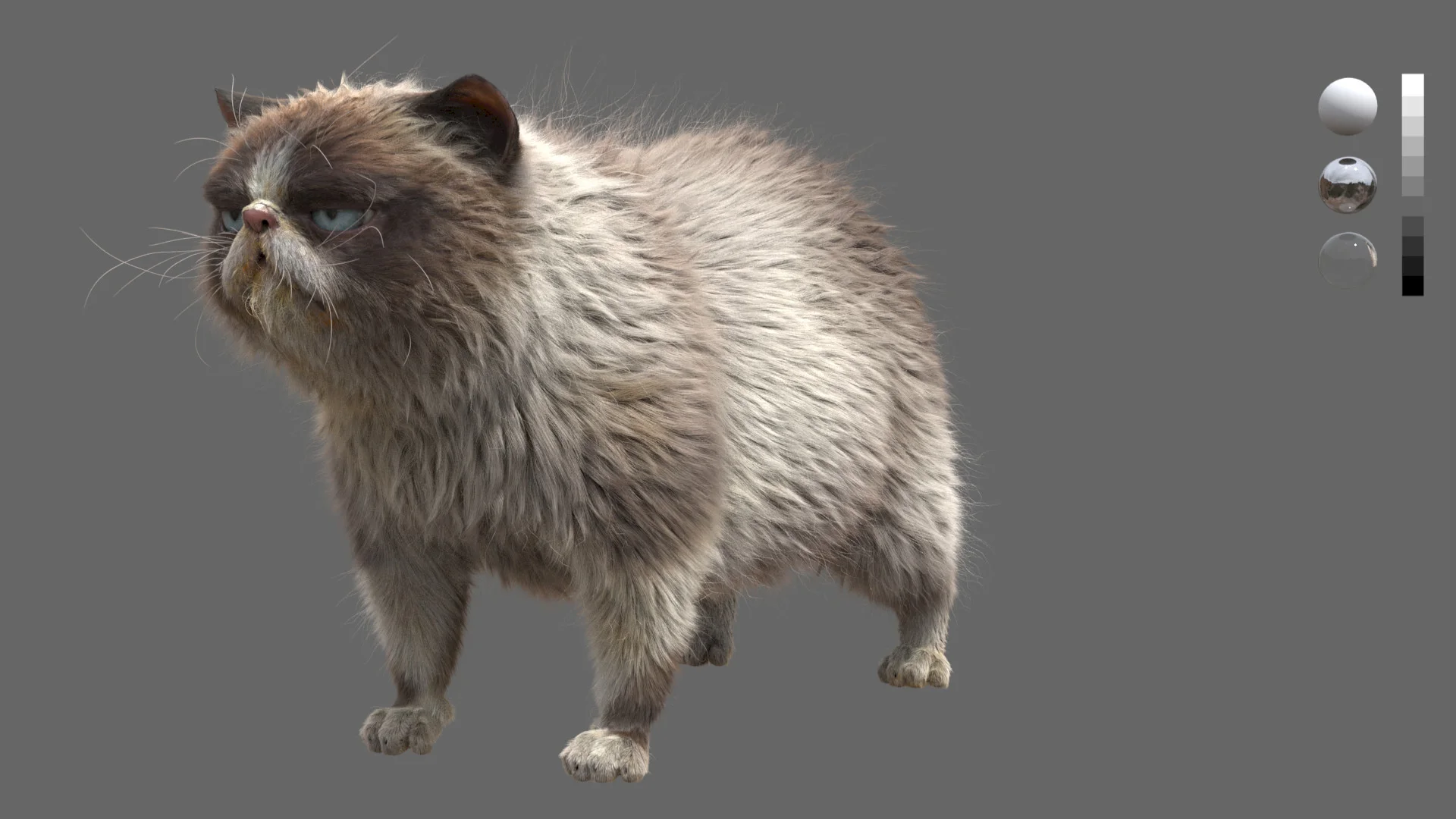 Grumpy Cat