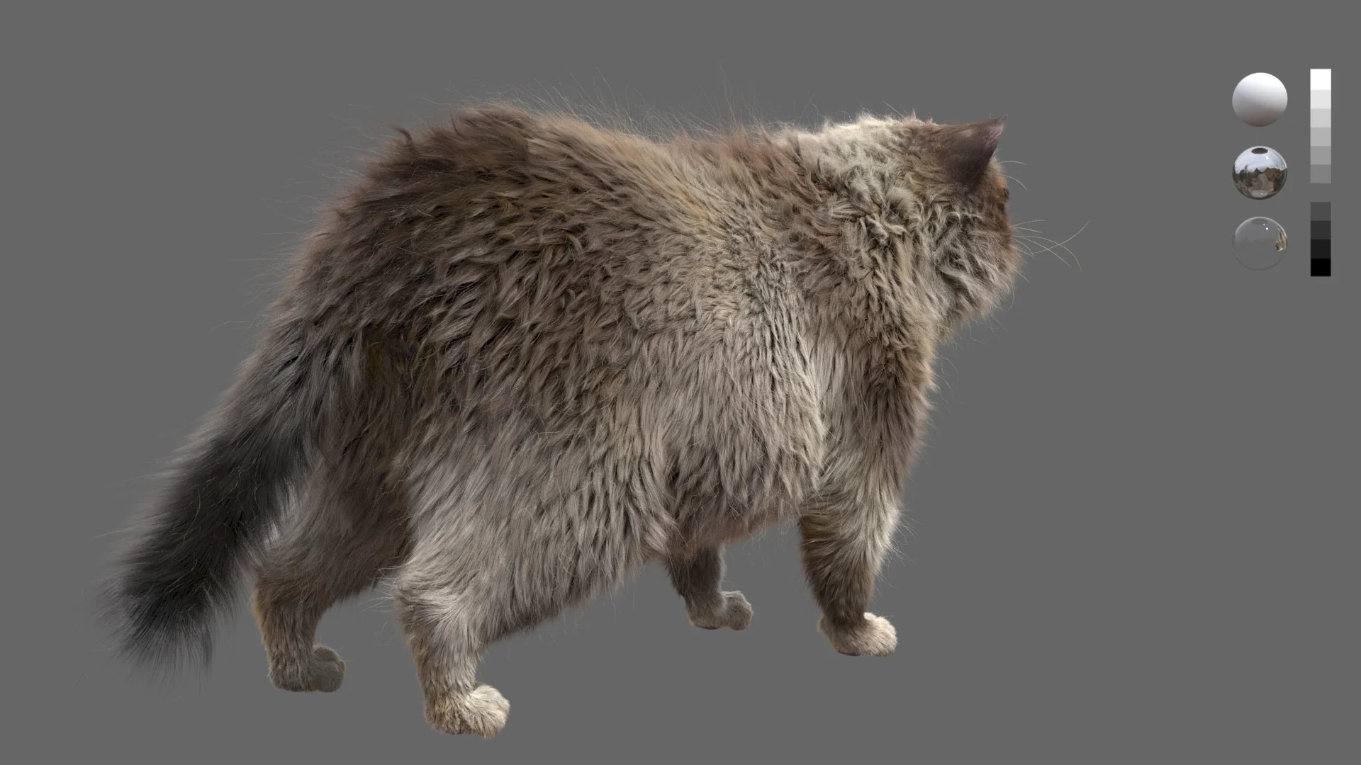 Grumpy Cat