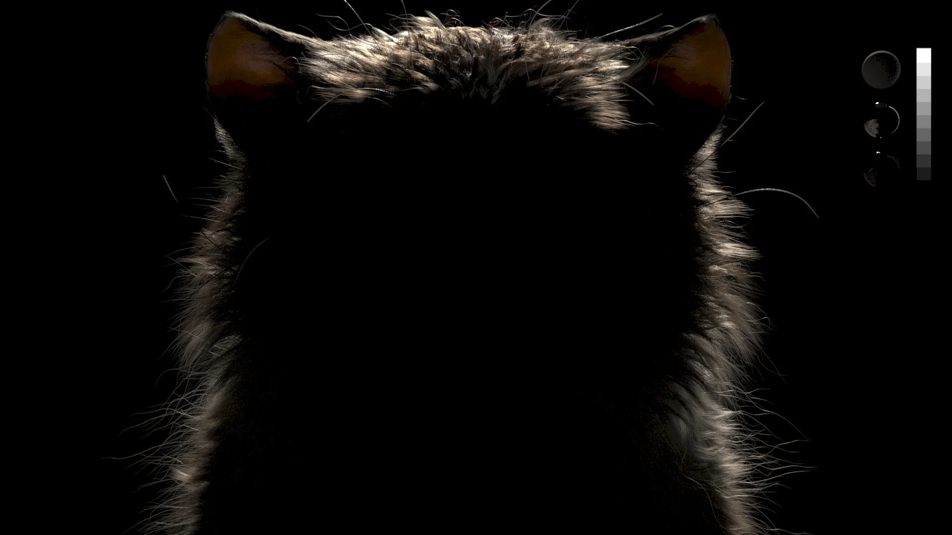 Grumpy Cat