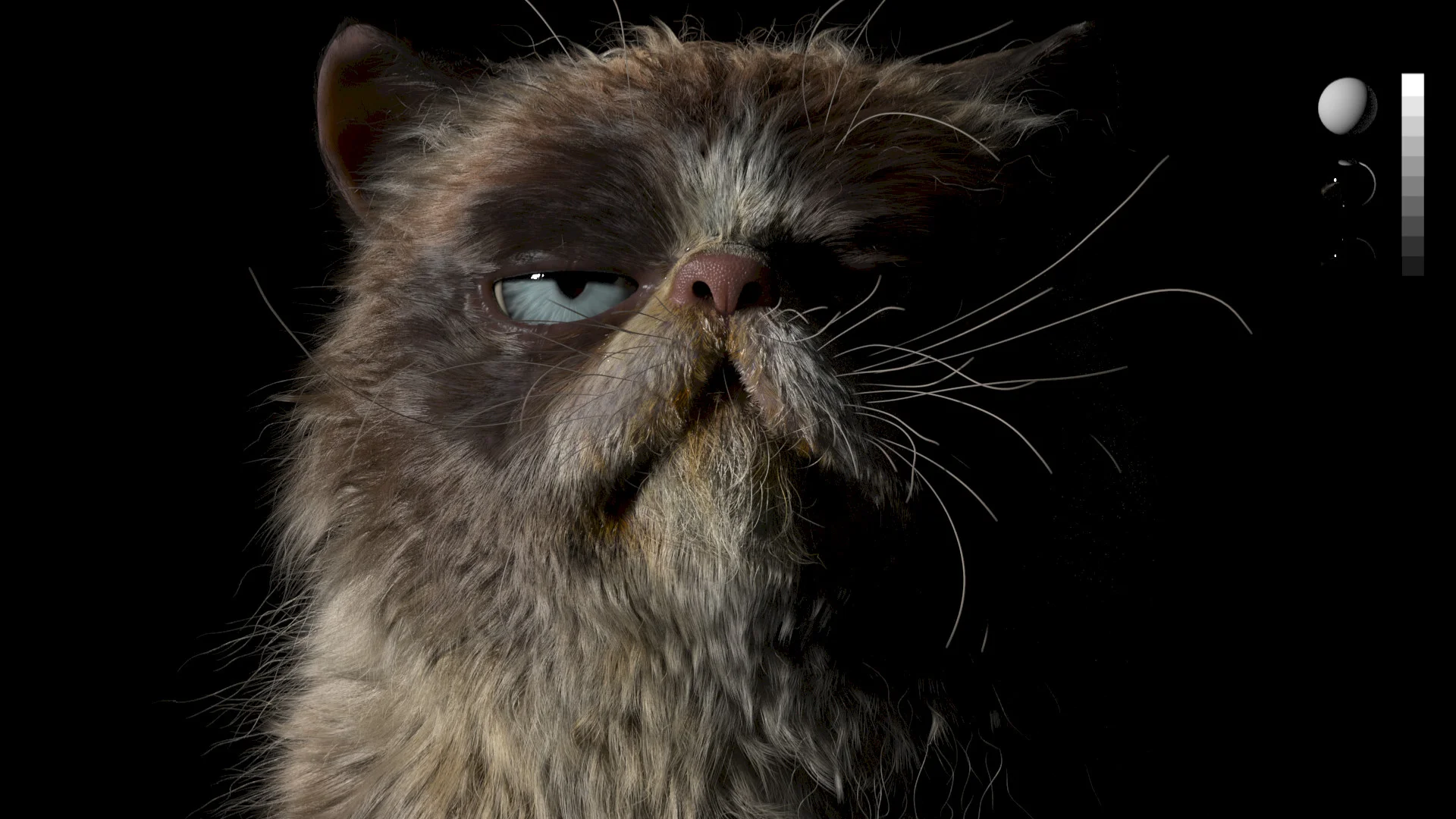 Grumpy Cat
