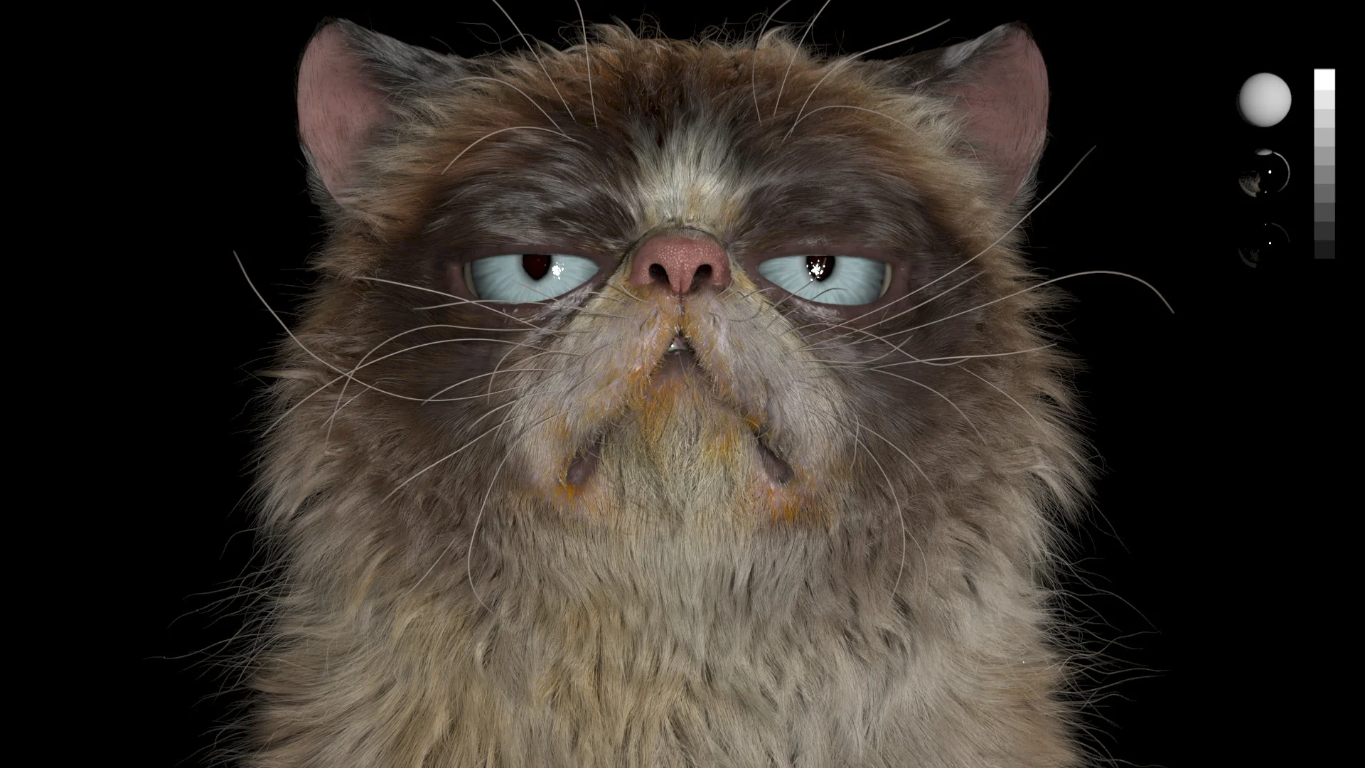 Grumpy Cat