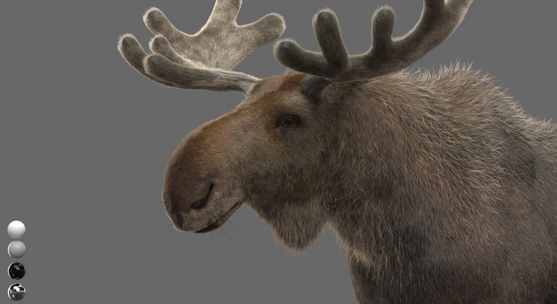 CG Moose