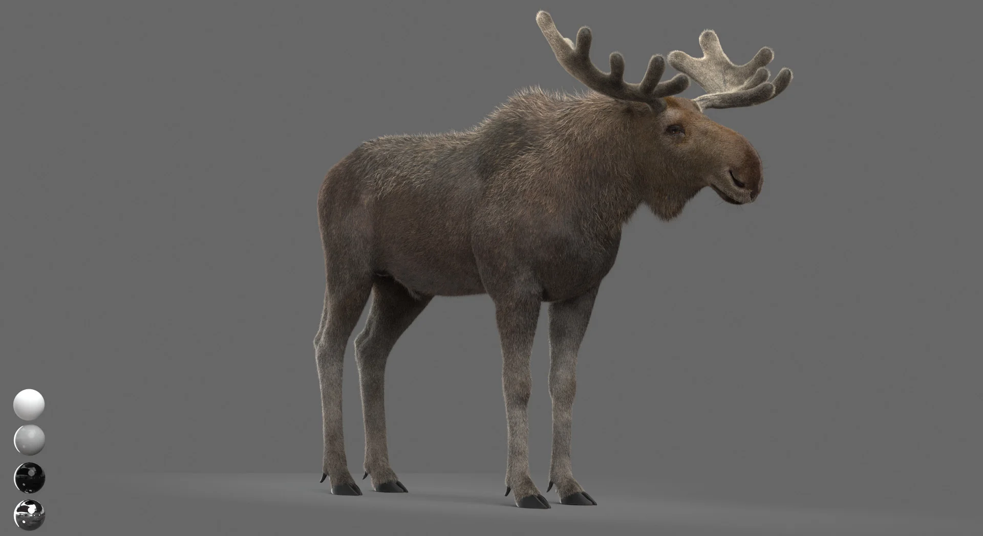 CG Moose