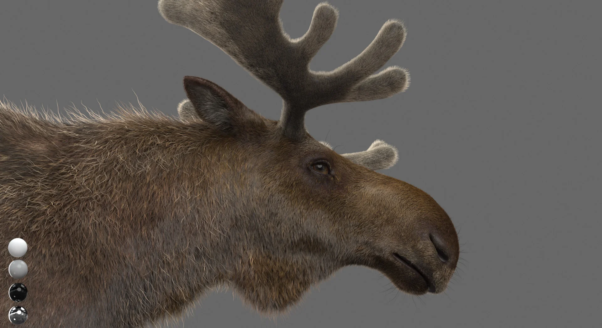 CG Moose