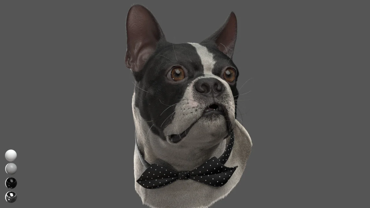 CG Dog — MR