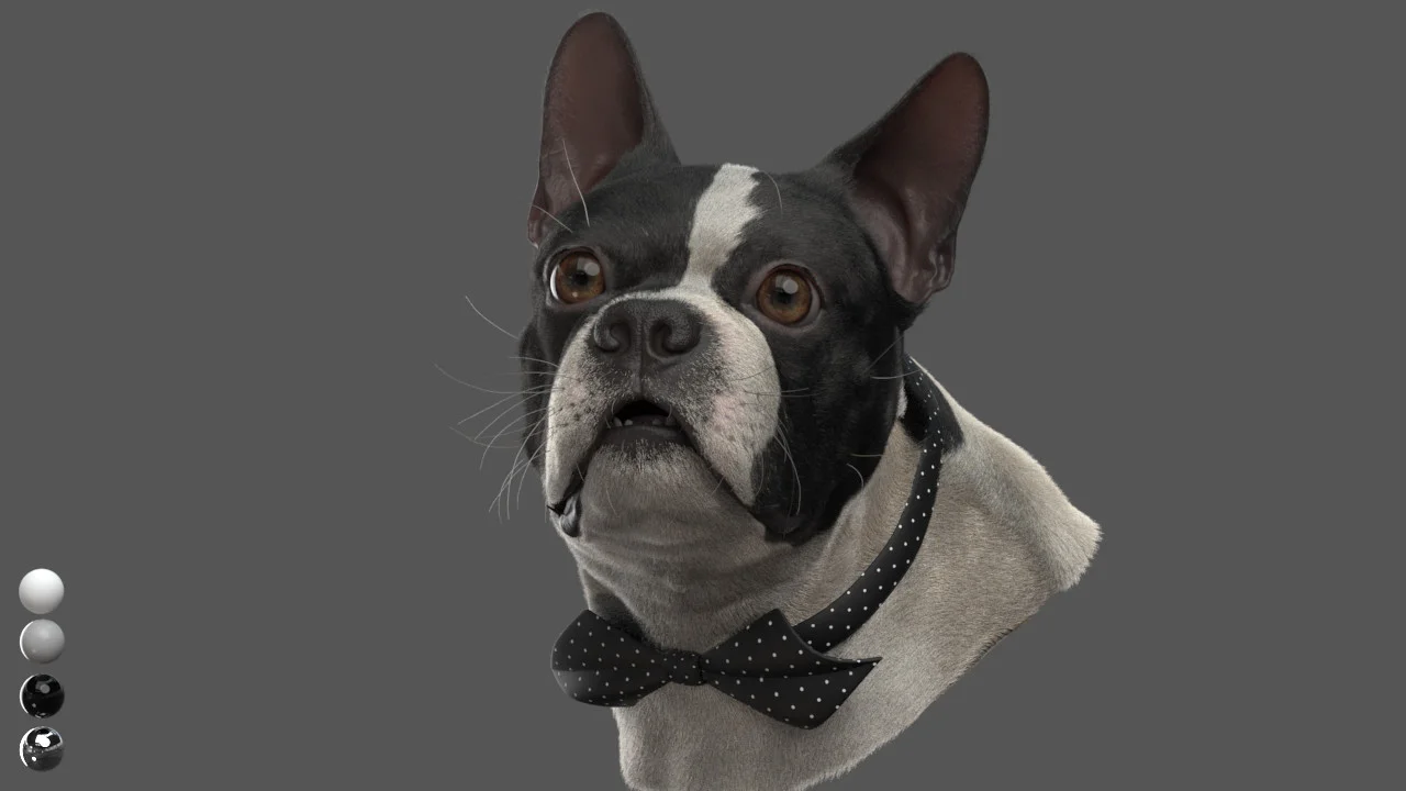 CG Dog — MR