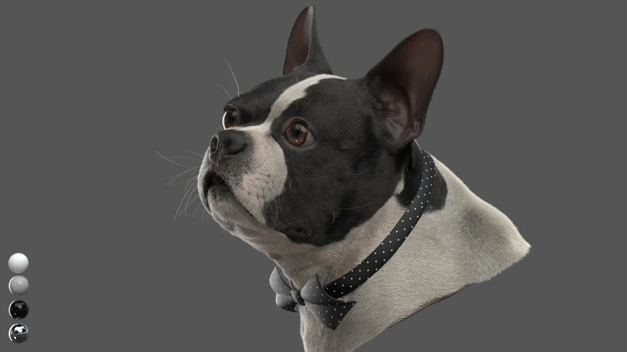 CG Dog — MR