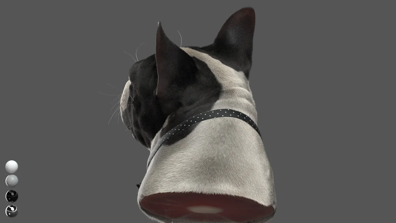 CG Dog — MR