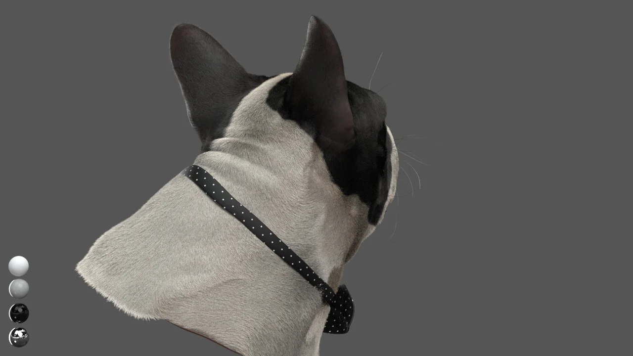 CG Dog — MR
