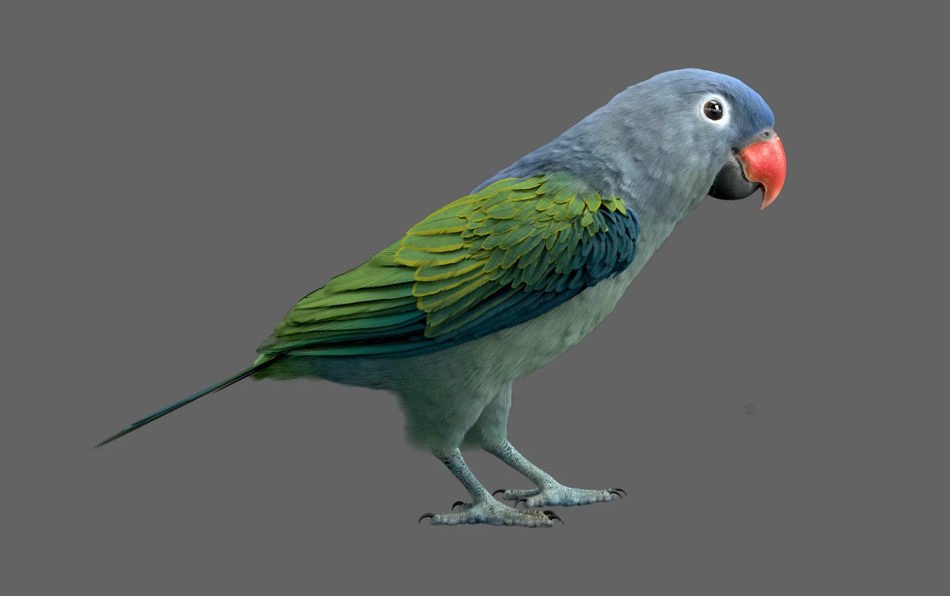 Blue Parrot