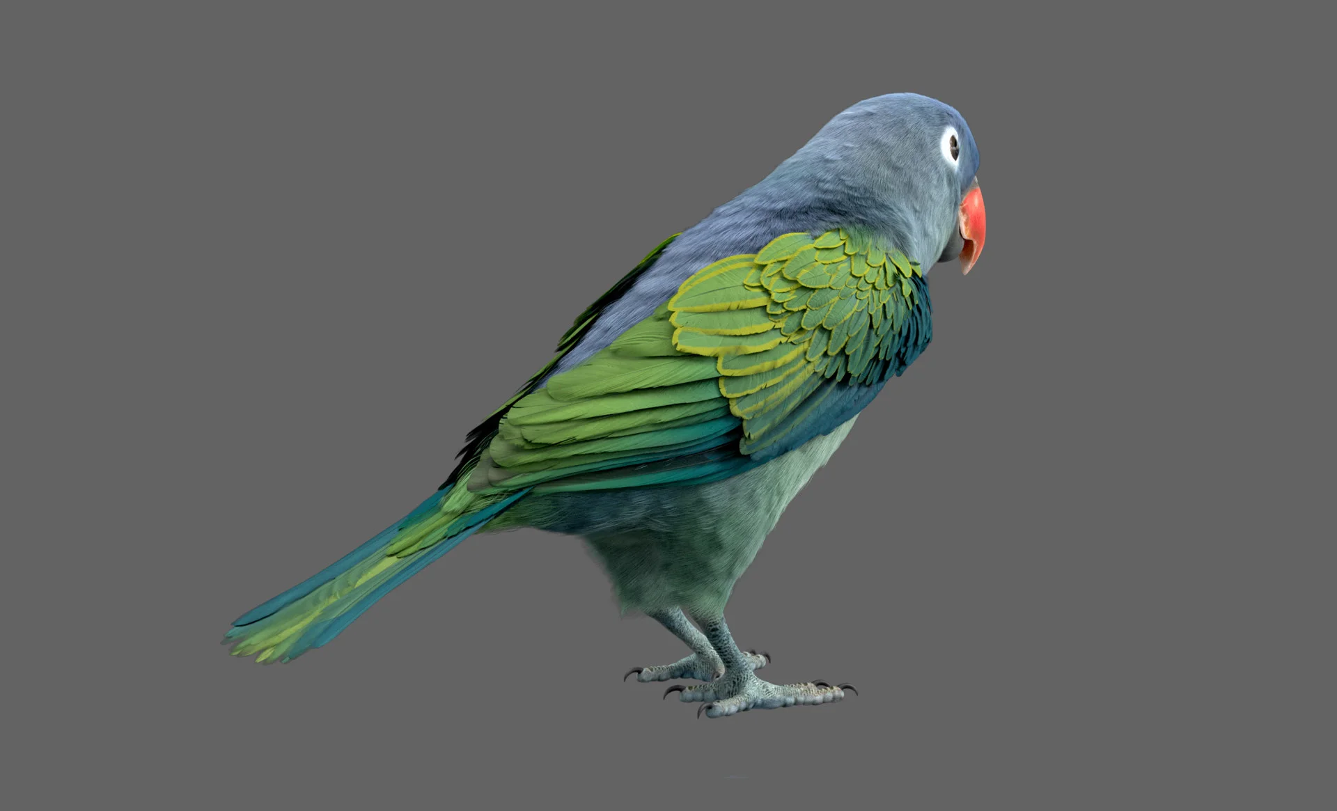 Blue Parrot