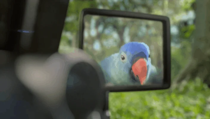 Blue Parrot