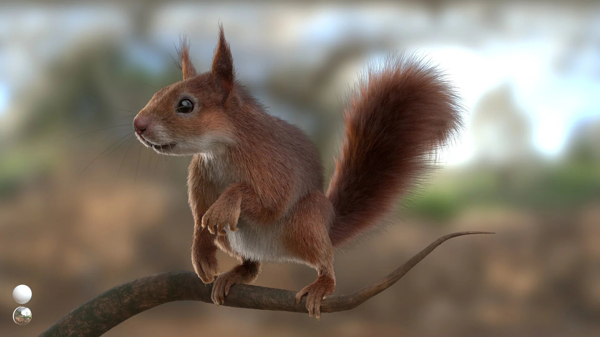 Red Squirrel