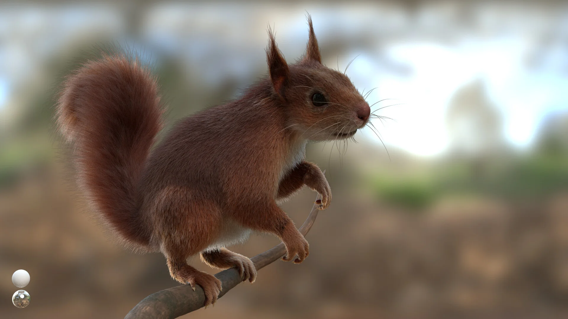 Red Squirrel