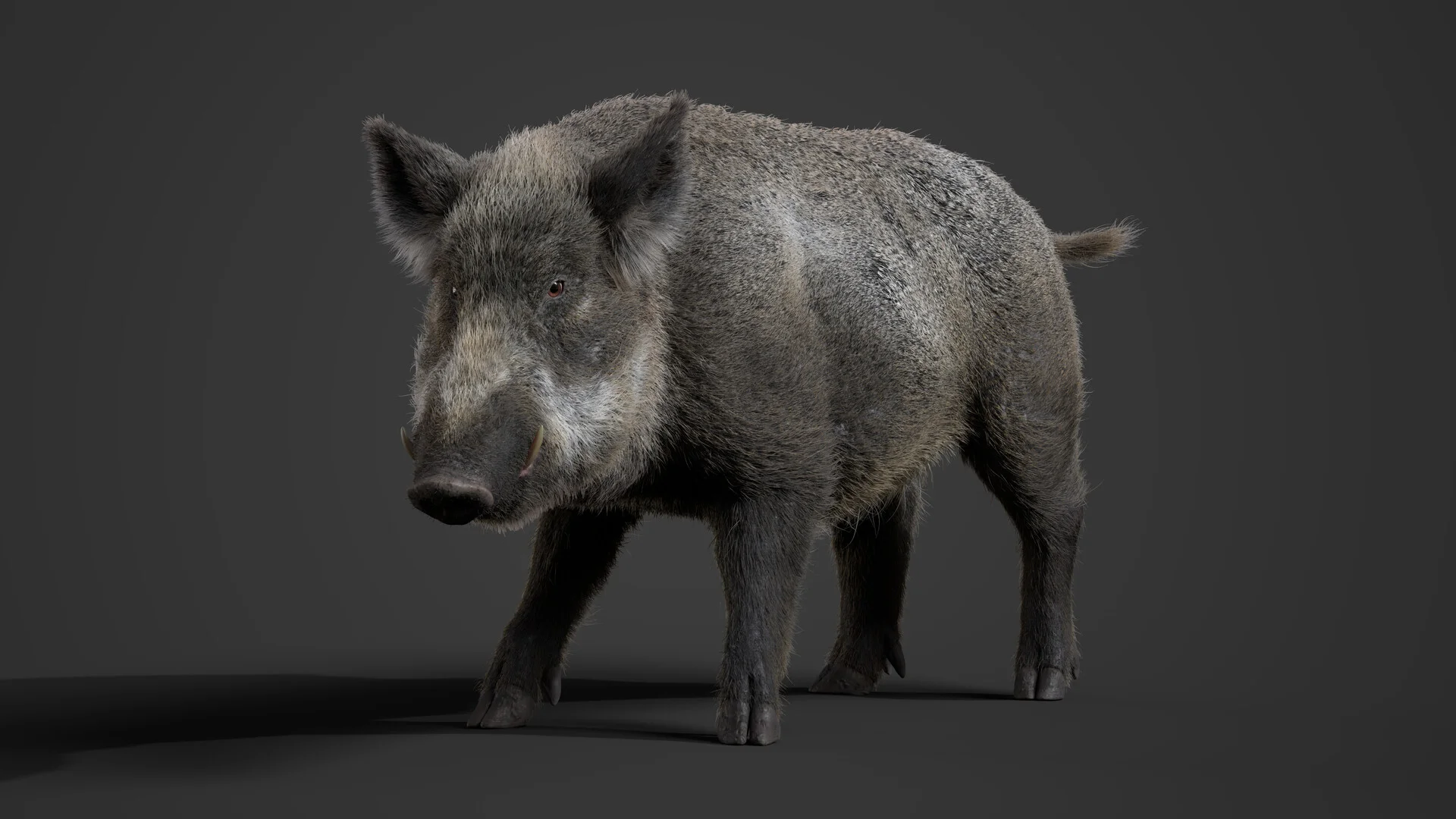 CG Wild Boar