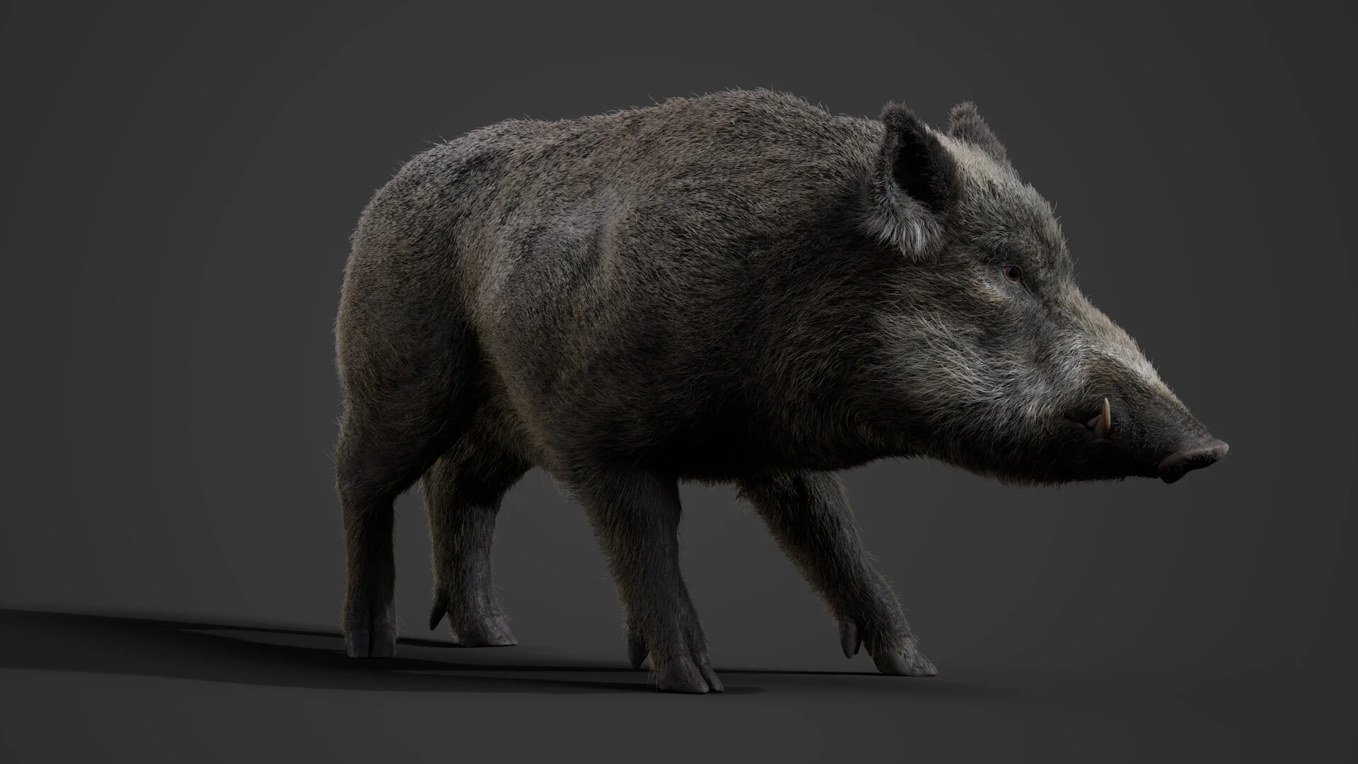 CG Wild Boar